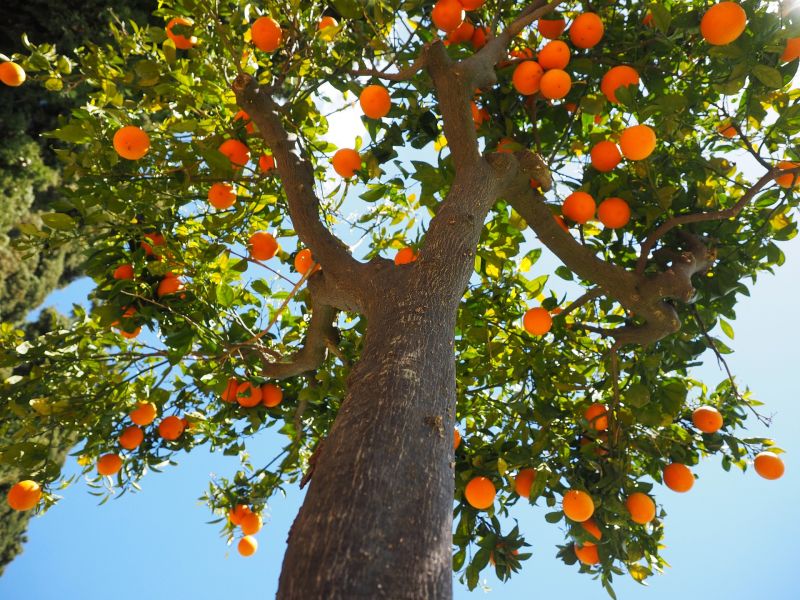 Quel est le prix pour une élagage d'un arbre fruitier à Lattes dans l'Hérault 